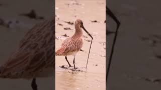 birdBartailed godwit [upl. by Gotthard147]