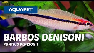 BARBOS DENISONI PUNTIUS DENISONII [upl. by Donahue638]