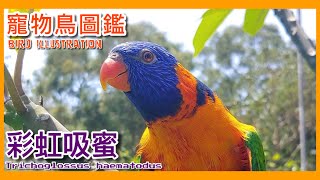 如何拉近鸚鵡跟人的感情？快來聽聽吸蜜鸚鵡的講解吧！Rainbow Lorikeet illustrated book【鸚鵡小木屋】【寵物鳥圖鑑EP16】 [upl. by Shirl]