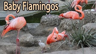 Baby Flamingos  The Journey from White to Pink [upl. by Ramedlab]