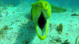 The Green Moray Eel [upl. by Berner]