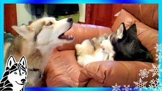 Siberian Husky Howl Duet Singing Shiloh and Shelby Howling Huskies Talking Puppies [upl. by Ziegler649]