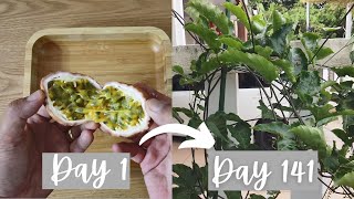 Growing passion fruit from seed  0 to 45 months [upl. by Aikrehs]