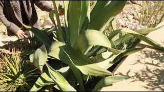 Gardening Tip Agave Snout Weevils and Insecticide [upl. by Lienhard420]