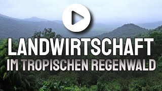 Landwirtschaft im tropischen Regenwald  Geographie und Erdkunde [upl. by Bonnibelle]