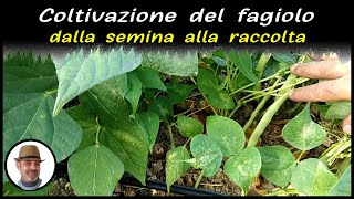 COLTIVAZIONE DEI FAGIOLI trucchi e segreti [upl. by Allicerp]