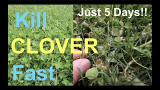 How to KILL CLOVER in your LAWN [upl. by Verlie]