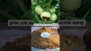 টমেটোর ব্লসম এন্ড রোট প্রতিরোধে আগাম ব্যবস্থা  Tomato blossom end rot disease prevention technique [upl. by Hachmann340]