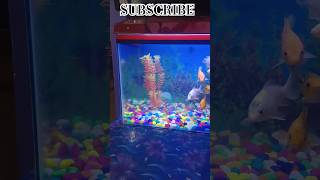 Aquarium fish subscribe please shorts aquarium india goldfishtank aquariumpets subscribe vlog [upl. by Chaddy743]