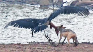 Jackal Kills Stork in an Epic Battle [upl. by Finstad]