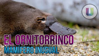 El ornitorrinco Ornithorhynchus anatinus  Mamífero venenoso [upl. by Rockwood]