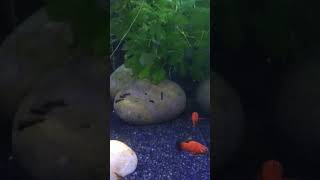 Platy and home raised mollys relief fishaquarium shortvideos fishbowl youtubeshorts [upl. by Lessirg]