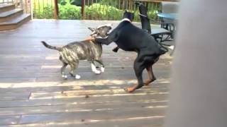 Bull terrier vs Doberman [upl. by Moskow]