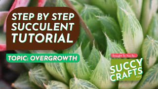 How To Transplant Succulents [upl. by Nioe]