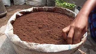 how to farming orithal Thamarai seeds [upl. by Nereids]