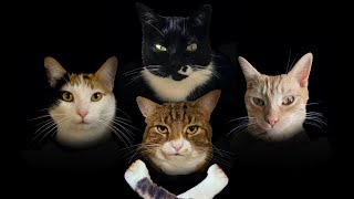 Bohemian Catsody  A Rhapsody Parody Song for Every Cat Queen and King [upl. by Sinnaoi]