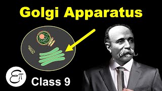 Golgi apparatus  The Fundamental Unit of Life  10  for Class 9 in Hindi [upl. by Marceau]