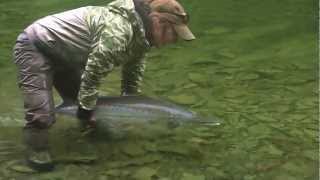 Gaspe Atlantic Salmon Fly fishingPeche saumon Atlantique [upl. by Akinuahs]