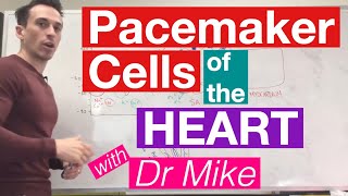 Pacemaker Cells of the Heart  Cardiology [upl. by Eolanda673]