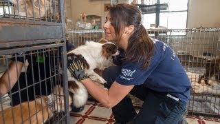 Animal Rescue Team Meet Ashley Mauceri [upl. by Hardunn]