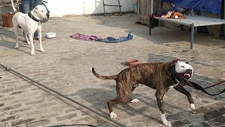 Highly Aggressive Pitbull  Tiger vs Pakistani BullyBully Kutta Tiger [upl. by Leoni]