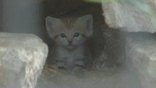 Cute cats Rare sand kittens born in Tel Aviv [upl. by Leahcimed821]