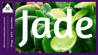 SIMPLE Jade Pruning Propagating and Protecting Tips [upl. by Fem]