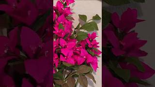 Crepe paper Bouganvillea shorts viralvideo bougainvillea paperflower handmade creative paper [upl. by Tedra]