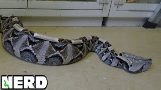 ANGRY GABOON VIPER  ALSO WILL KEVIN GET BIT [upl. by Octavius]