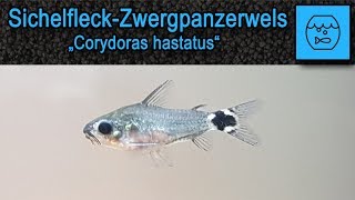 Sichelfleckpanzerwels  Corydoras hastatus  Haltung im Aquarium  Kleine Welse  Zwergpanzerwelse [upl. by Skerl]