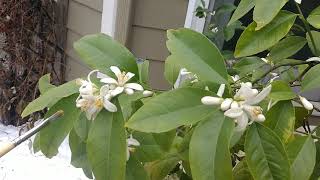 How To Pollinate Meyer Lemon Citrus Tree Growing Indoors [upl. by Anhpad47]