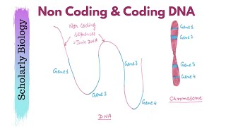 Coding amp Noncoding DNA  Junk DNA  Molecular Basis of Inheritance  Biology Class 12NEET [upl. by Rip666]