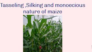 Silking tasseling and monoecious nature of maize maize botany What is Silking tasseling [upl. by Ardnasxela739]