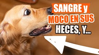 ¿QUÉ Significa MOCO o SANGRE en las HECES y ORINA de Tu PERRO🐶💩 [upl. by Seniag]