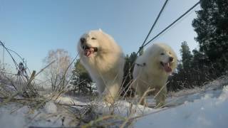 Snowy Star Sled Team Samoyed  trening Sfory Nakielskiej 2017 [upl. by Jourdain]