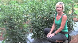 Pruning and Staking Tomatoes  Perfect Techniques [upl. by Mariya892]