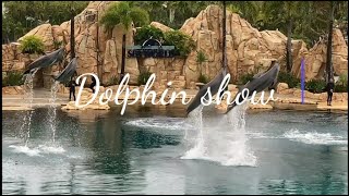 Dolphin show  The Sea World  Gold Coast Australia [upl. by Ahsaet540]