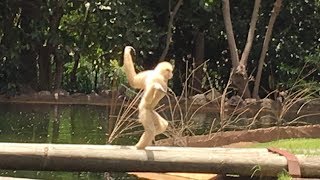 Gibbon Running Around  Very Funny  Palmitos Park July 2018 [upl. by Ailices]