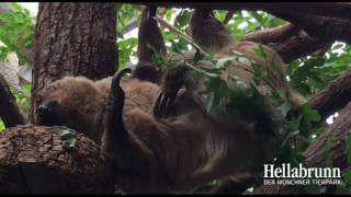 Faultier im Tierpark Hellabrunn [upl. by Francis424]