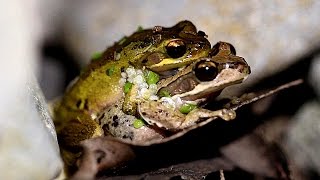 Southern Brown Tree Frog Litoria ewingii [upl. by Dianuj]