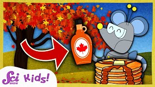 Where Does Maple Syrup Come From  Winter is Alive  SciShow Kids [upl. by Nnylkoorb]