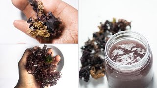 This is how you make REAL IRISH MOSS Chondrus Crispus Gel [upl. by Lumbye494]