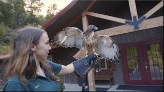 Wildlife Rehabilitation at LeesMcRae [upl. by Haimirej]