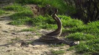 Rattlesnake Fight  Male snakes mating combat in Briones Regional Park CA [upl. by Hterrag416]