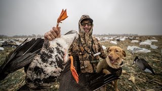 Extremely Old BANDED Specklebelly Goose From Anchorage Alaska DOWN HOW OLD [upl. by Tebor]