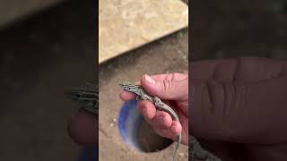 How to Make a Lizard Trap reptile [upl. by Natsuj]