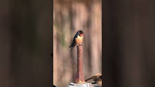 Beautiful Barn Swallow [upl. by Silera]