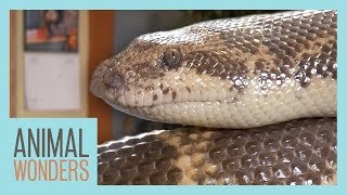 The Difference Between Legless Lizards and Snakes [upl. by Yrannav]