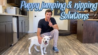 Puppy jumping and nipping solutions [upl. by Aerdnael]