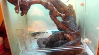 Amazon Tree Boa Breeding [upl. by Nolan]